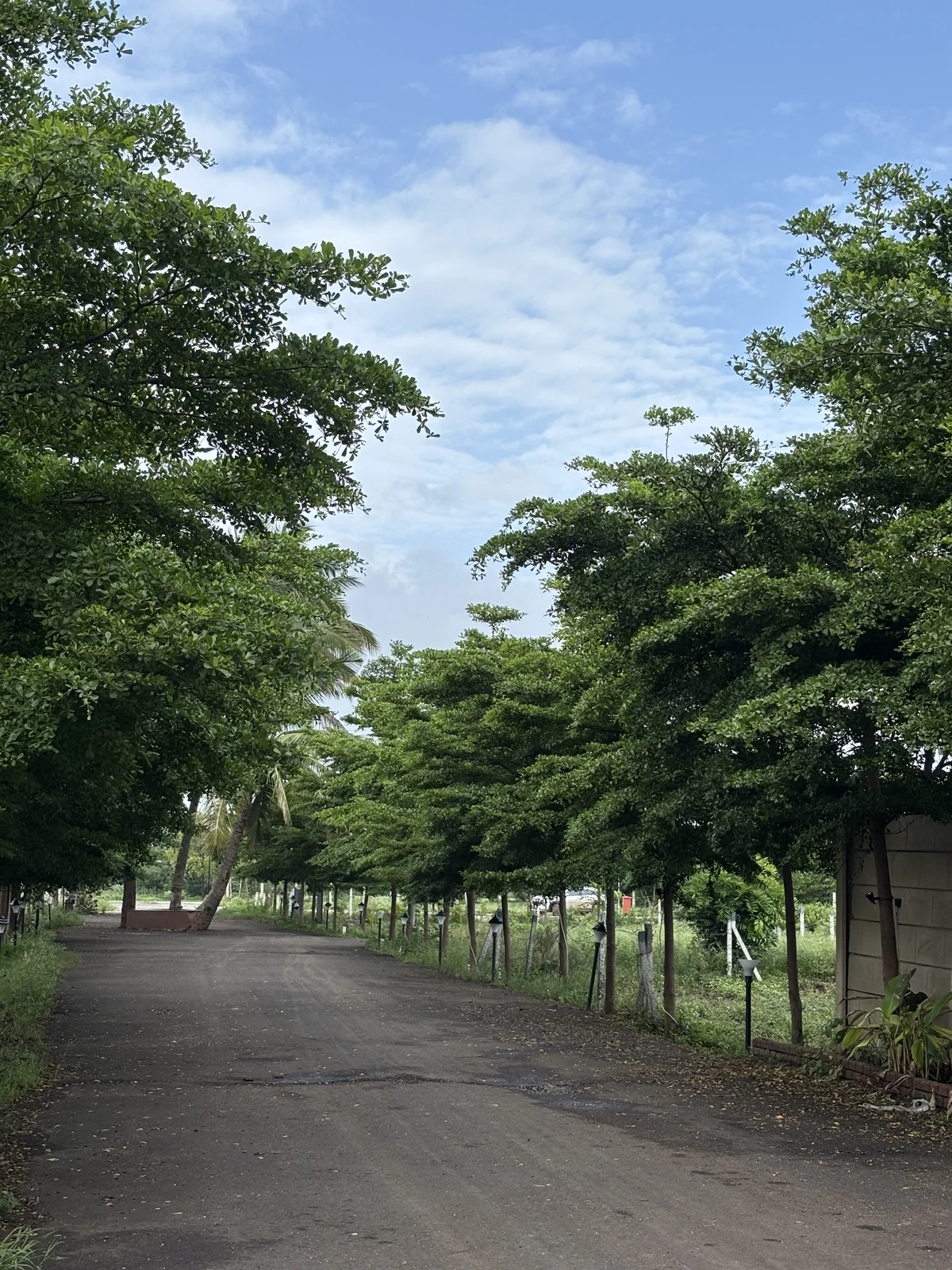 Tree-lined internal road at Vrindavan Park